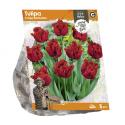 Baltus Tulipa Crispa Barbados tulpen bloembollen per 5 stuks